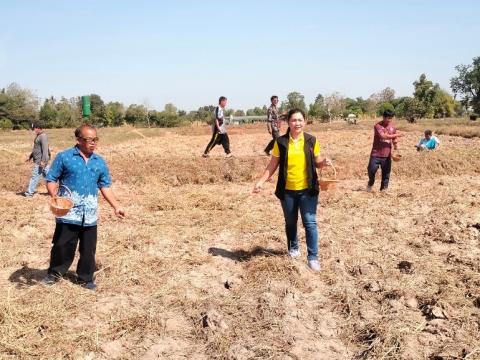 โครงการฝึกอบรมรณรงค์สาธิตการไถกลบตอซังข้าวและปลูกพืชปรับปรุงดิน