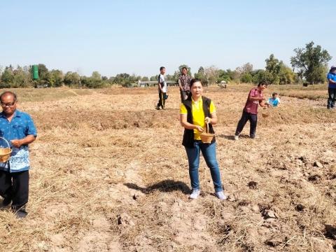 โครงการฝึกอบรมรณรงค์สาธิตการไถกลบตอซังข้าวและปลูกพืชปรับปรุงดิน