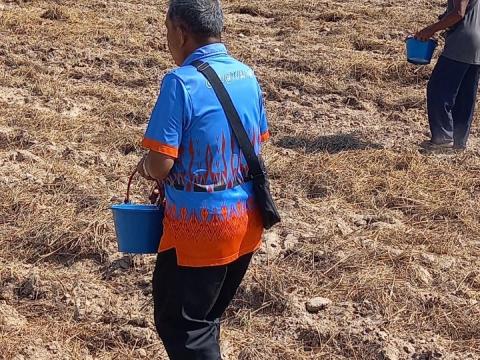 โครงการฝึกอบรมรณรงค์สาธิตการไถกลบตอซังข้าวและปลูกพืชปรับปรุงดิน