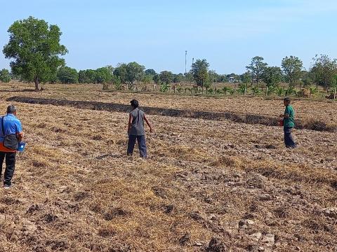 โครงการฝึกอบรมรณรงค์สาธิตการไถกลบตอซังข้าวและปลูกพืชปรับปรุงดิน